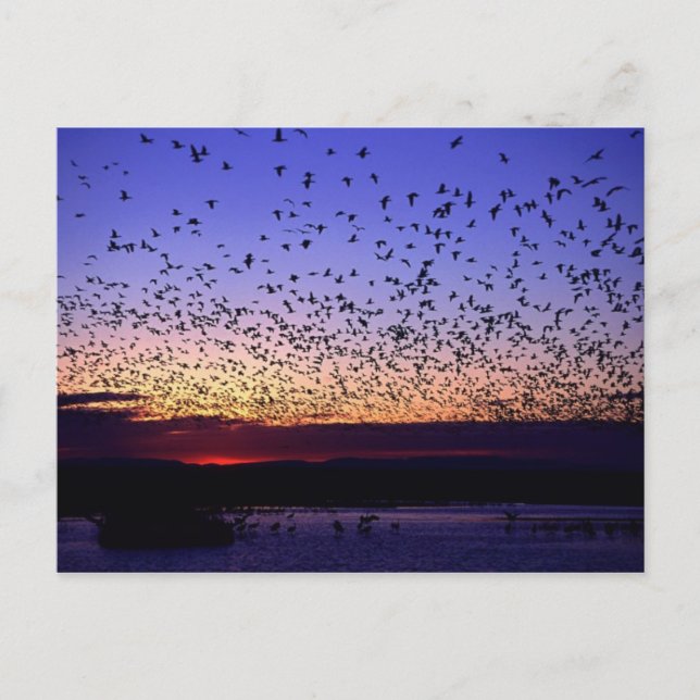 Flock vid soluppgång vykort (Framsida)