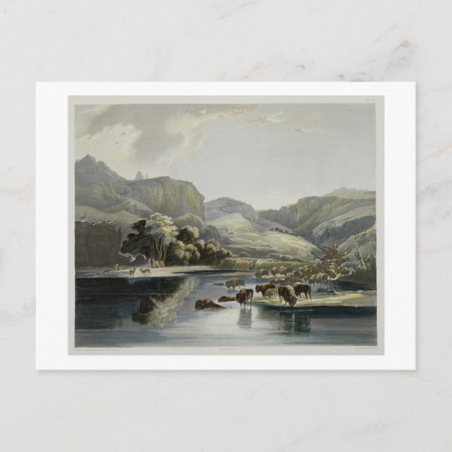 Flockar av bisonen och älgen på upperen Missouri, Vykort (Framsida)