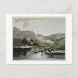 Flockar av bisonen och älgen på upperen Missouri, Vykort