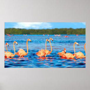 Flockar av vacker rosa flamingos i Celestun Poster