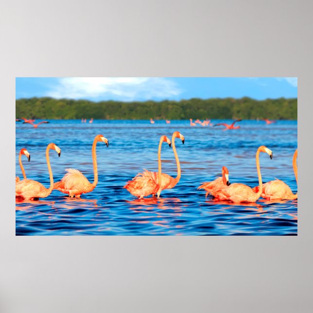 Flockar av vacker rosa flamingos i Celestun Poster (Framsidan)