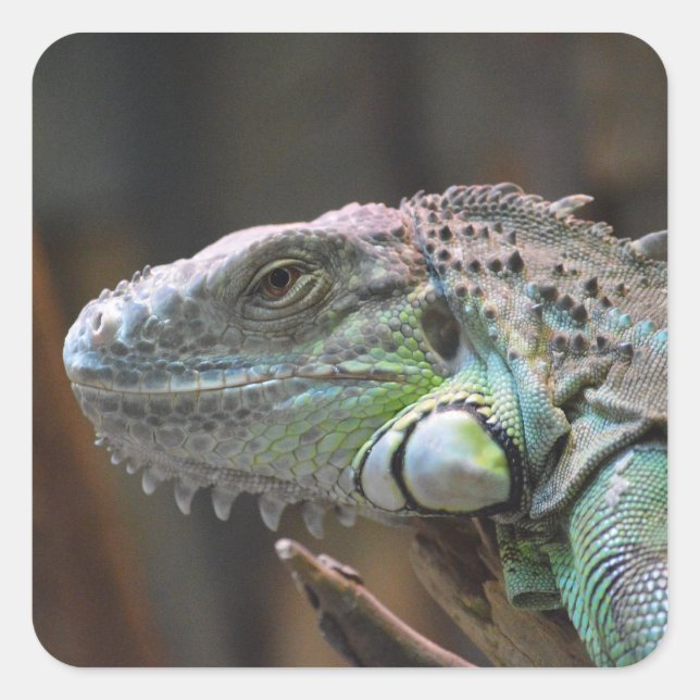 Flockare med färglöst Iguana-ödla Fyrkantigt Klistermärke (Framsida)