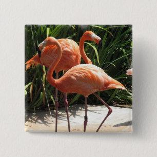 Flocken av Flamingos kvadrerar klämmer fast Knapp