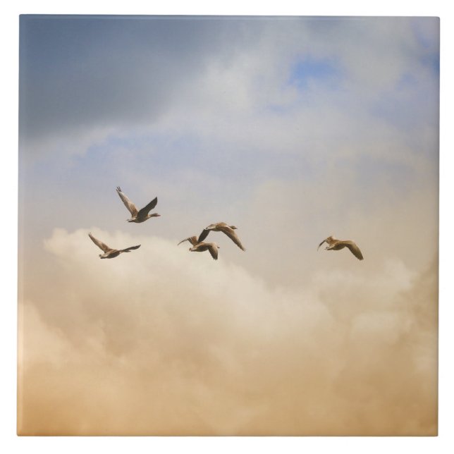 Flocket av fåglar under flygning kakelplatta (Framsidan)