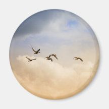 Flocket av fåglar under flygning