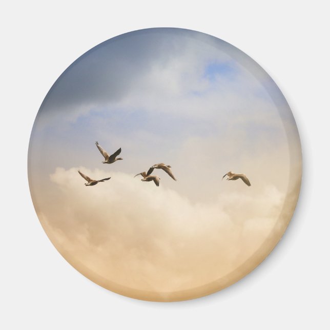 Flocket av fåglar under flygning magnet (Framsidan)