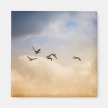 Flocket av fåglar under flygning