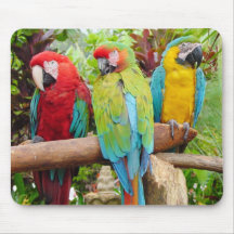 Flocket av färgade Macaw Parrots