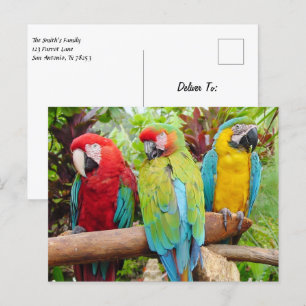 Flocket av färgade Macaw Parrots Vykort