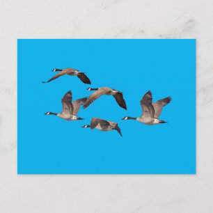 Flockor av vild gäss vykort
