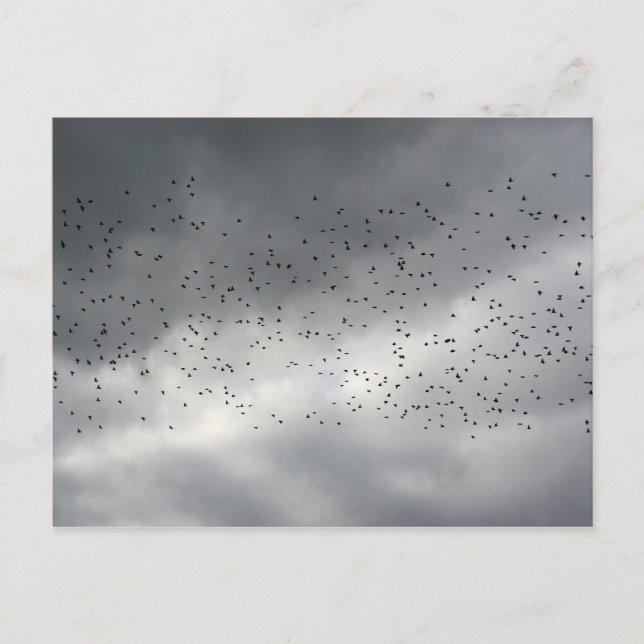 Flockvykort Vykort (Framsida)