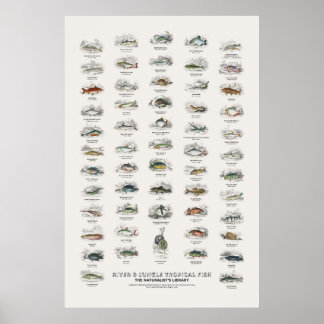 Flod- & djungel tropiska fiskar - Naturalistens bi Poster
