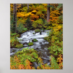Flod genom skog, höst, Oregon Poster