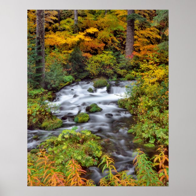 Flod genom skog, höst, Oregon Poster (Framsidan)