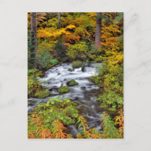 Flod genom skog, höst, Oregon Vykort