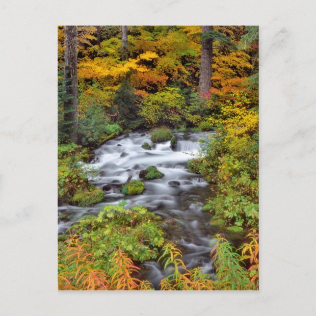 Flod genom skog, höst, Oregon Vykort (Framsida)