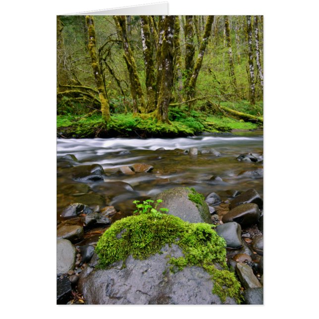 Flod i grön skog, Oregon Hälsningskort (Framsidan)