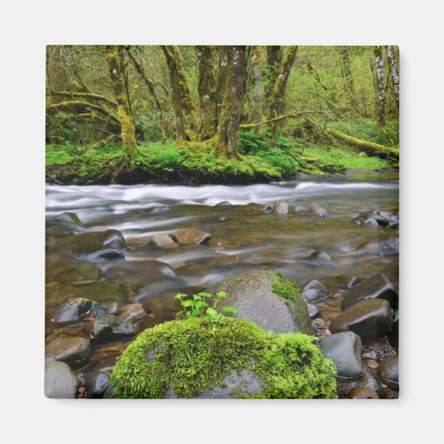 Flod i grön skog, Oregon Magnet (Framsidan)