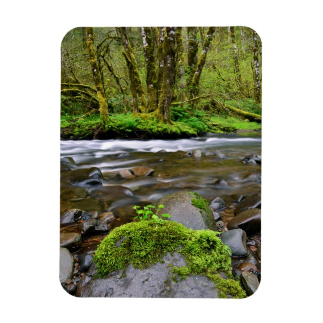 Flod i grön skog, Oregon Magnet (Vertikal)
