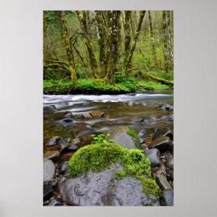 Flod i grön skog, Oregon Poster