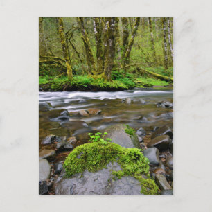 Flod i grön skog, Oregon Vykort
