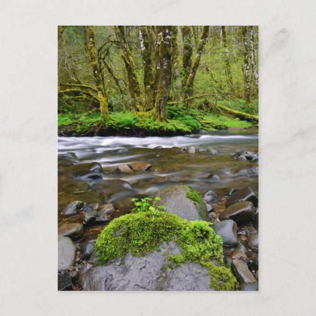 Flod i grön skog, Oregon Vykort (Framsida)