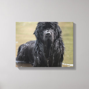 Flod Newfoundland Canvas Foto