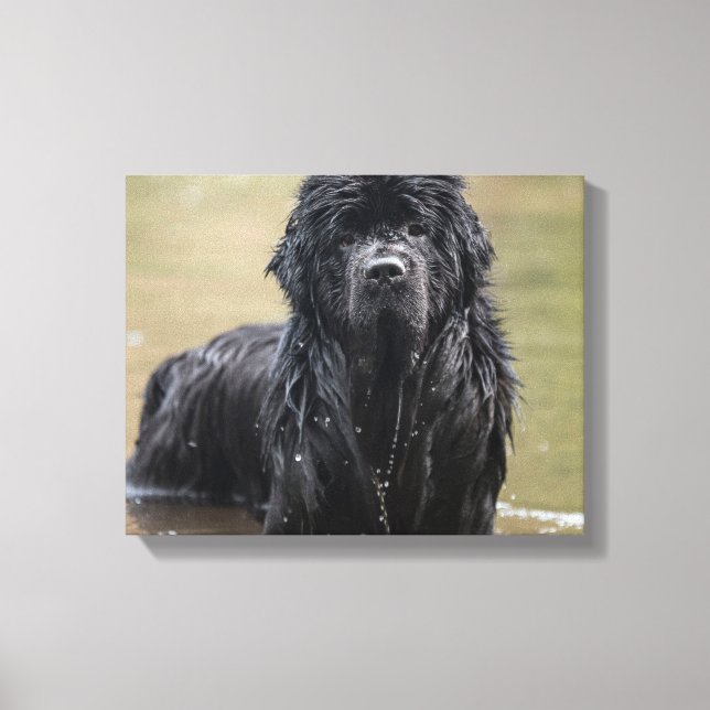 Flod Newfoundland Canvas Foto (Framsida)