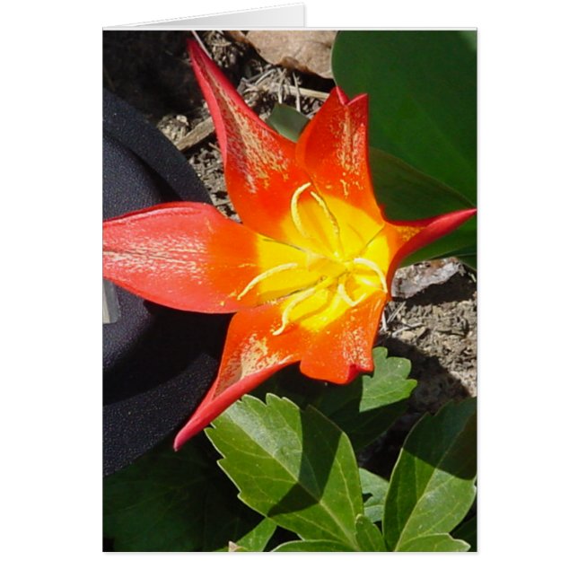 Flödeffekt Hälsningskort (Framsidan)