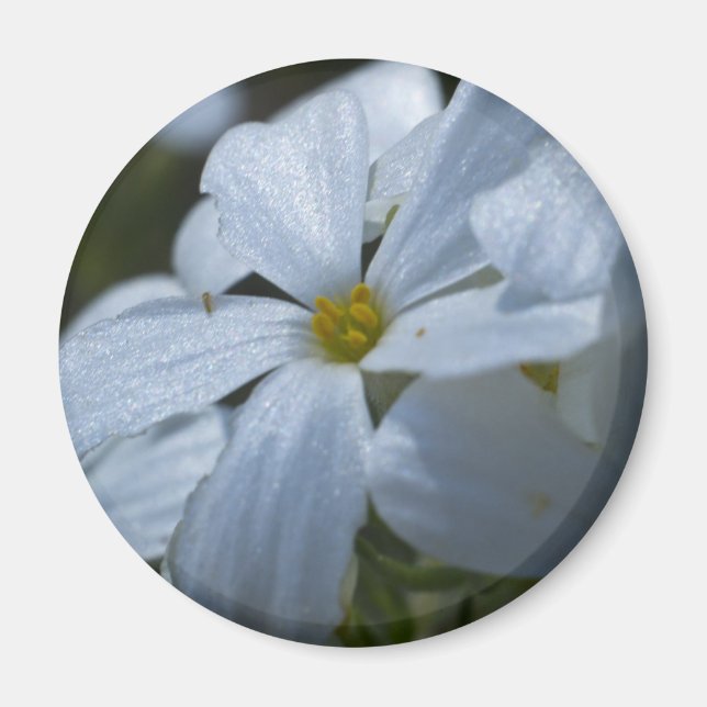 Flödeffekt Magnet (Framsidan)