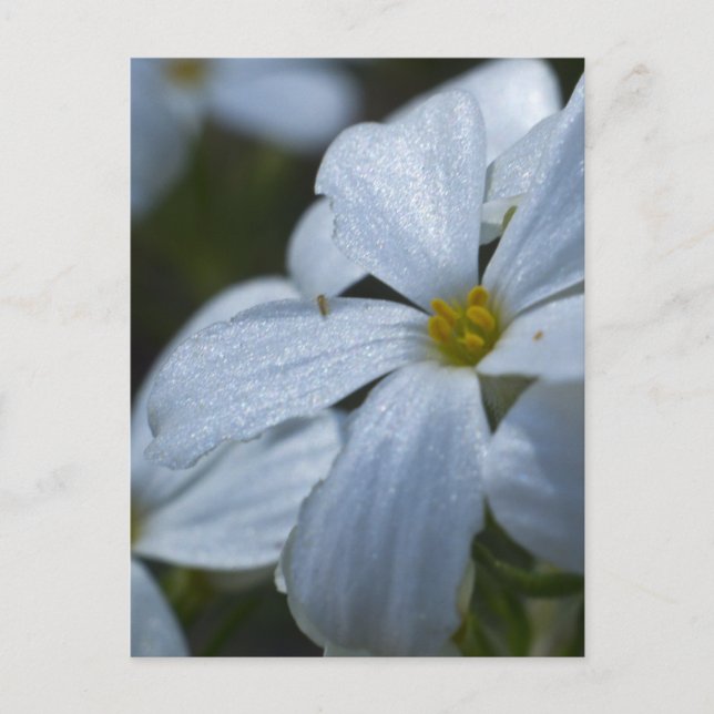 Flödeffekt Vykort (Framsida)