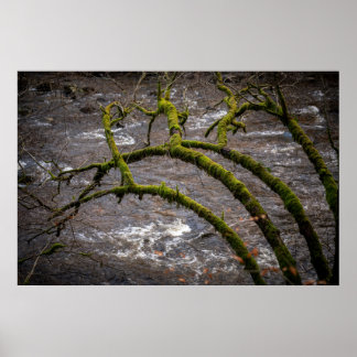 Floden Bran - Dunkeld Hermitage Poster