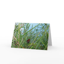 Floden Butterfly