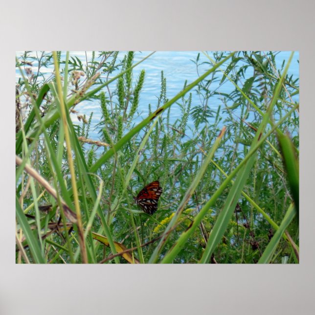 Floden Butterfly Poster (Framsidan)