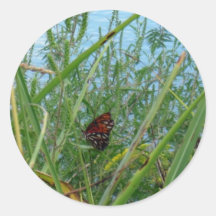 Floden Butterfly