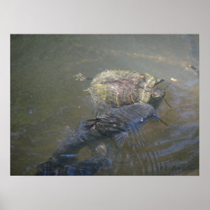 Floden Catfish och Turtle Poster