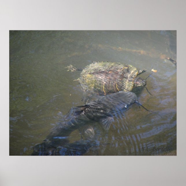 Floden Catfish och Turtle Poster (Framsidan)