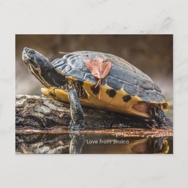 Floden Cooter Turtle Postcard Vykort (Framsida)