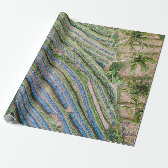 Floden mellan coconut träd-lackering presentpapper (Utrullad)