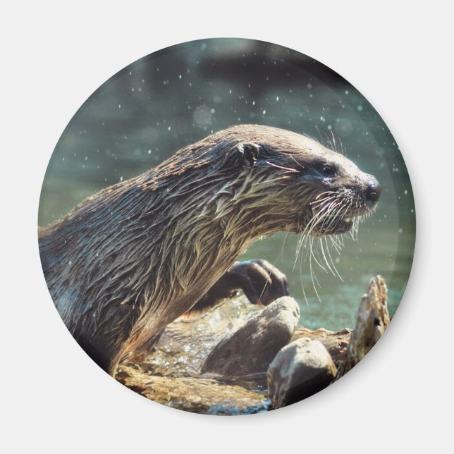 Floden Otter Animal-älskare Wildlife Photo Magnet (Framsidan)