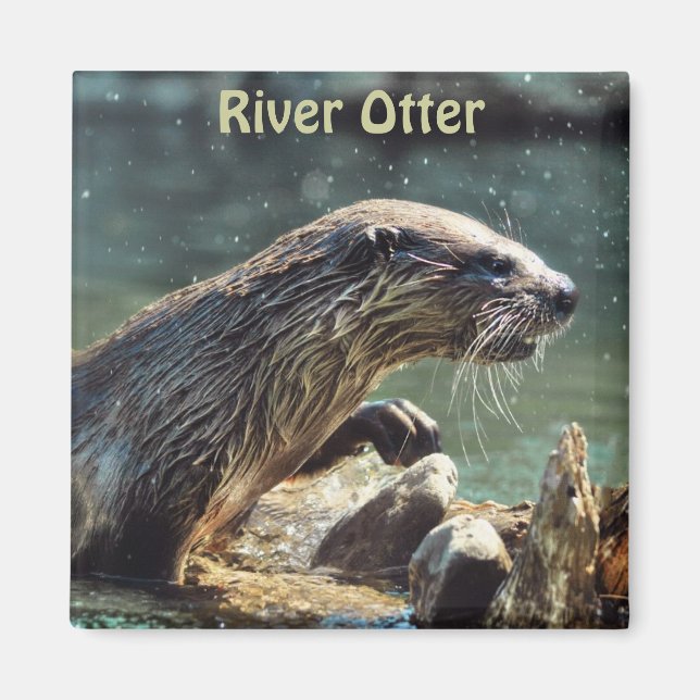 Floden Otter Animal-älskare Wildlife Photo Magnet (Framsidan)