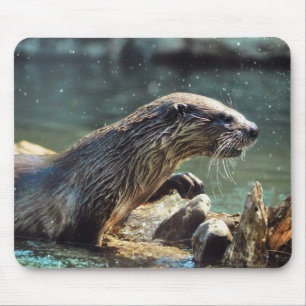 Floden Otter Animal-älskare Wildlife Photo Musmatta