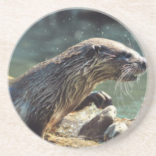 Floden Otter Animal-älskare Wildlife Photo Underlägg Sandsten
