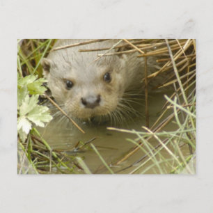 Floden Otter Habitat Postcard Vykort