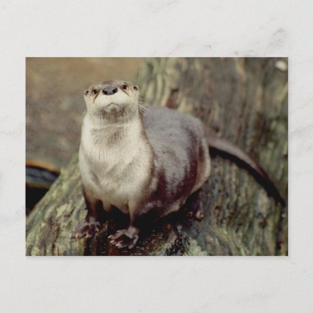 Floden Otter Posing Vykort (Framsida)