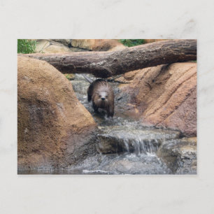 Floden Otter Postcard Vykort