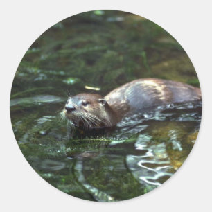 Floden Otter Runt Klistermärke