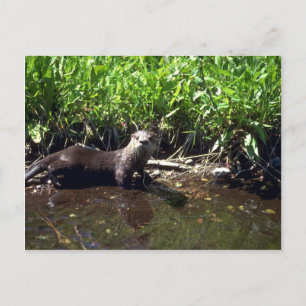 Floden Otter-sommar Vykort