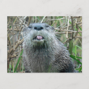 Floden Otter Vykort