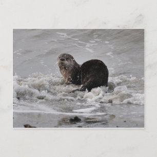Floden Otter Vykort
